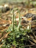 genus Cladonia