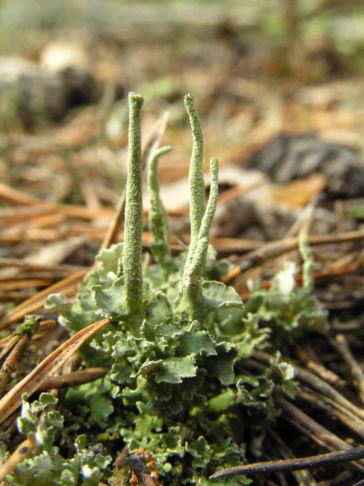Изображение особи род Cladonia.