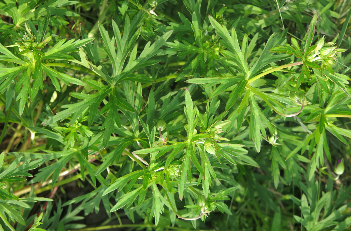 Image of Geranium soboliferum specimen.