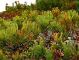 Pinus pumila