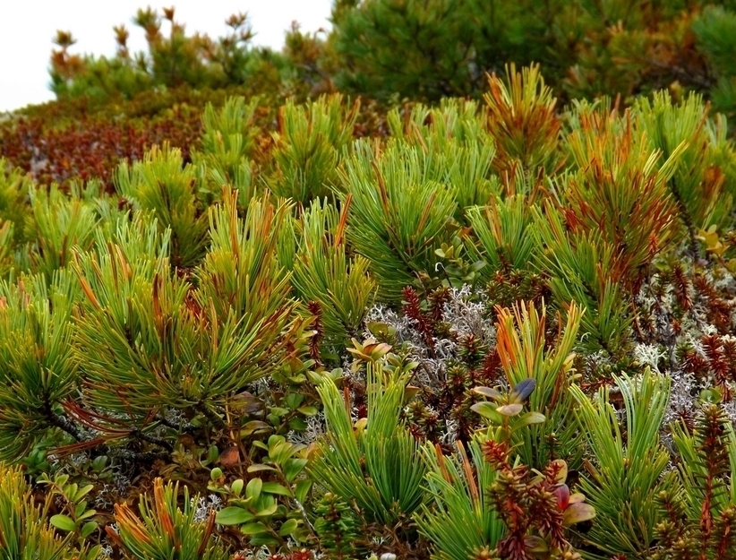 Image of Pinus pumila specimen.