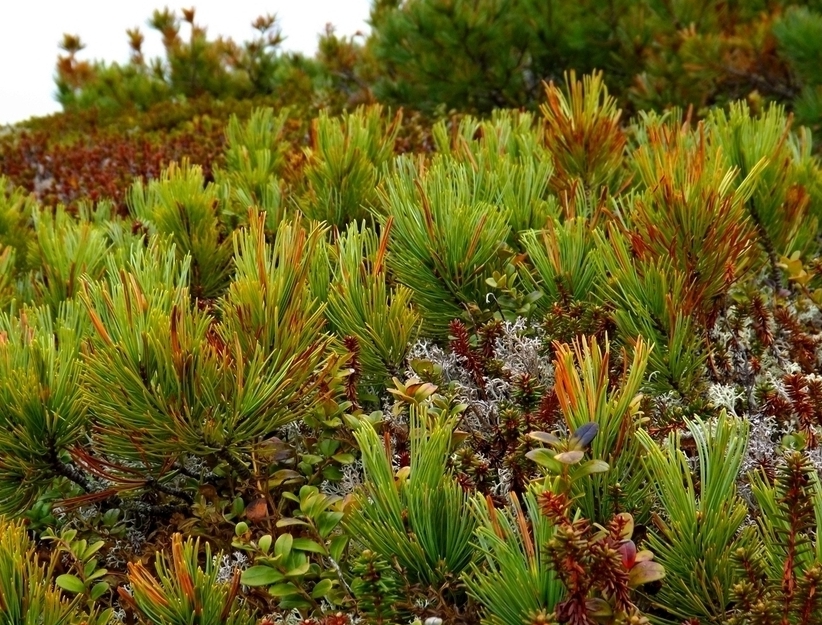 Изображение особи Pinus pumila.