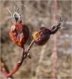 Rosa pratorum