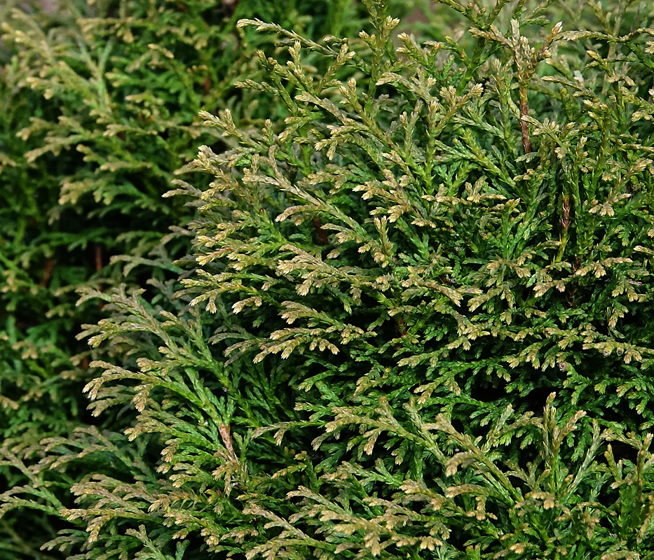 Изображение особи Thuja occidentalis.