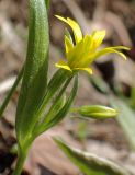 Gagea minima
