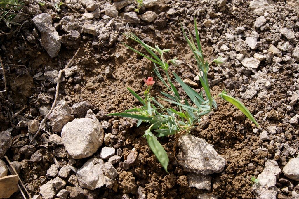 Изображение особи Lathyrus cicera.