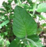Clinopodium vulgare