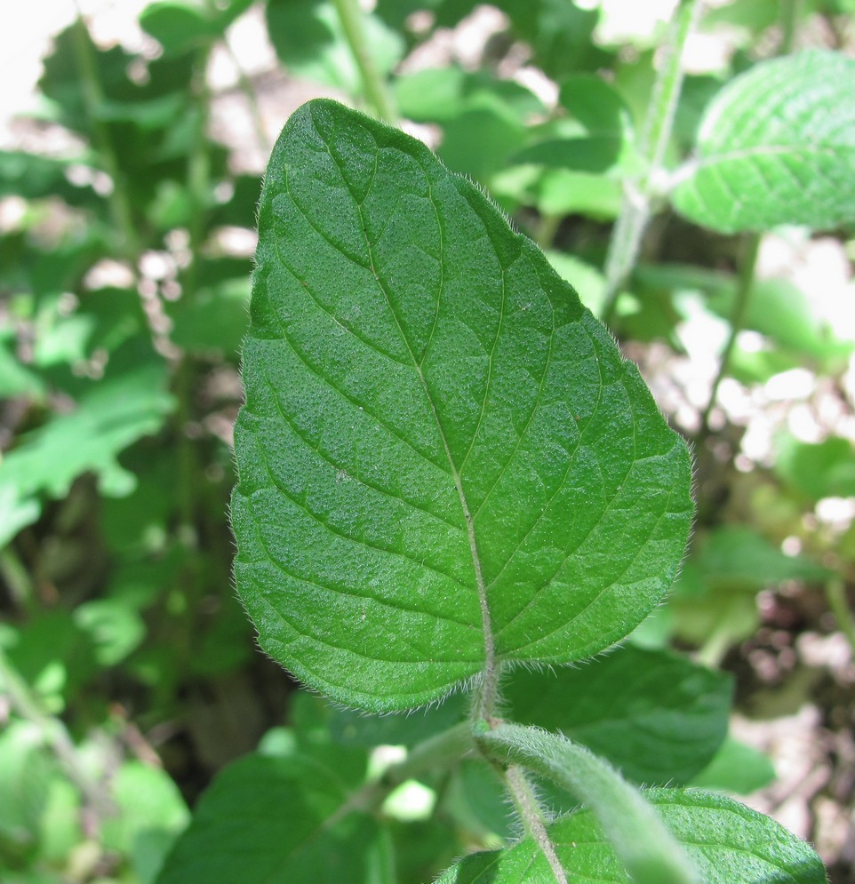 Image of Clinopodium vulgare specimen.