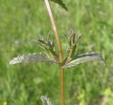 genus Rhinanthus. Часть стебля с листьями и пазушными побегами. Ярославская обл., Переславский р-н, с. Большая Брембола, луг у р. Ветлянка. 11.06.2017.