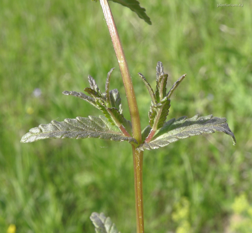 Изображение особи род Rhinanthus.