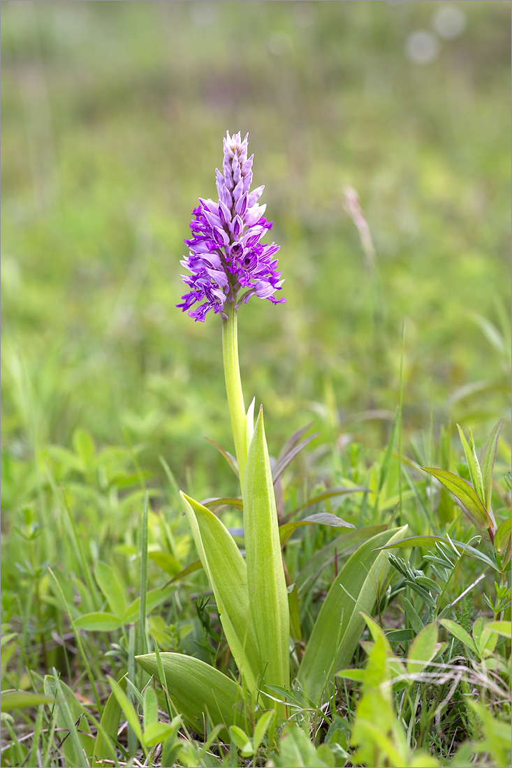 Изображение особи Orchis militaris.