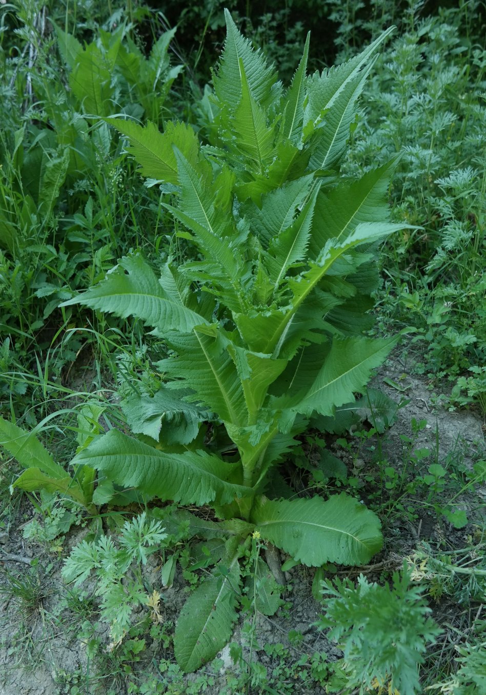 Изображение особи Dipsacus laciniatus.