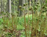 Dryopteris expansa. Распускающиеся вайи в крупнопапоротниковом березо-ельнике. Валдайский р-н Новгородской обл., середина мая.