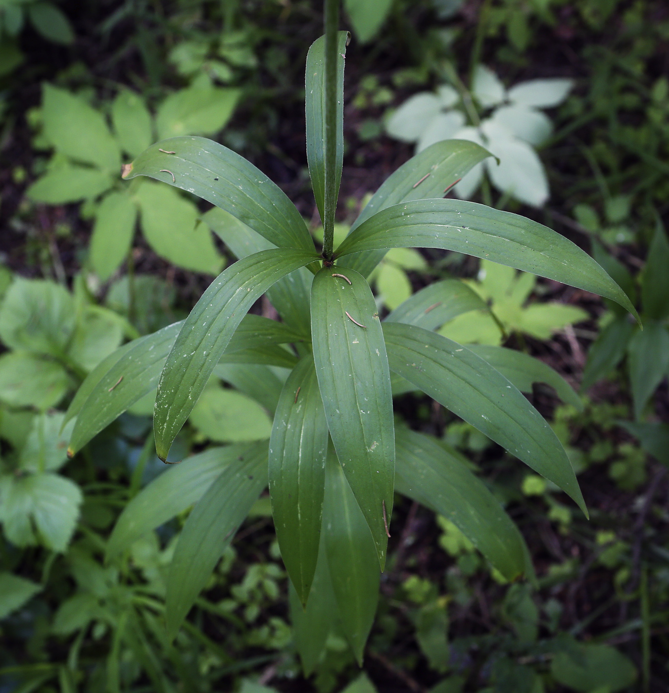 Image of Lilium pilosiusculum specimen.