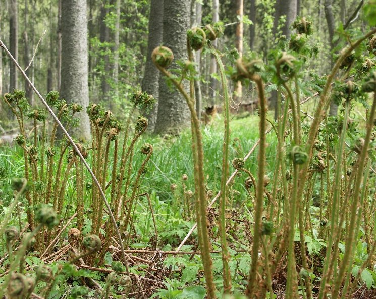 Изображение особи Dryopteris expansa.