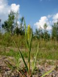 Setaria pumila