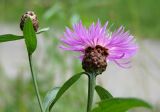 Centaurea jacea