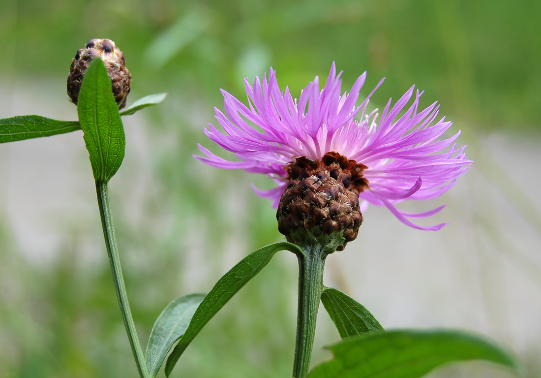 Image of Centaurea jacea specimen.