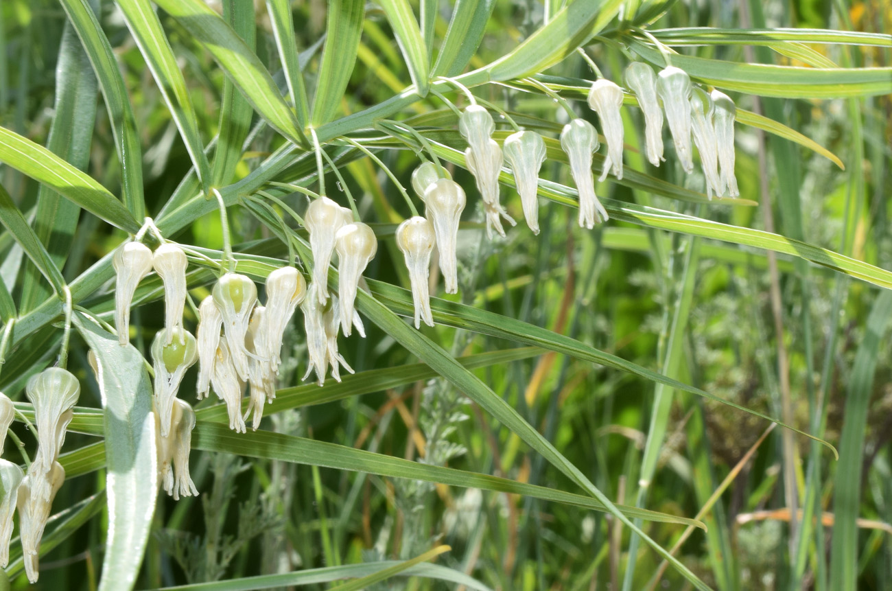 Image of Polygonatum sewerzowii specimen.