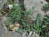 Astragalus brachytropis. Побеги. Кабардино-Балкария, Эльбрусский р-н, долина р. Юсеньги, ок. 2550 м н.у.м., каменистое место у р. Юсеньги. 25.08.2017.