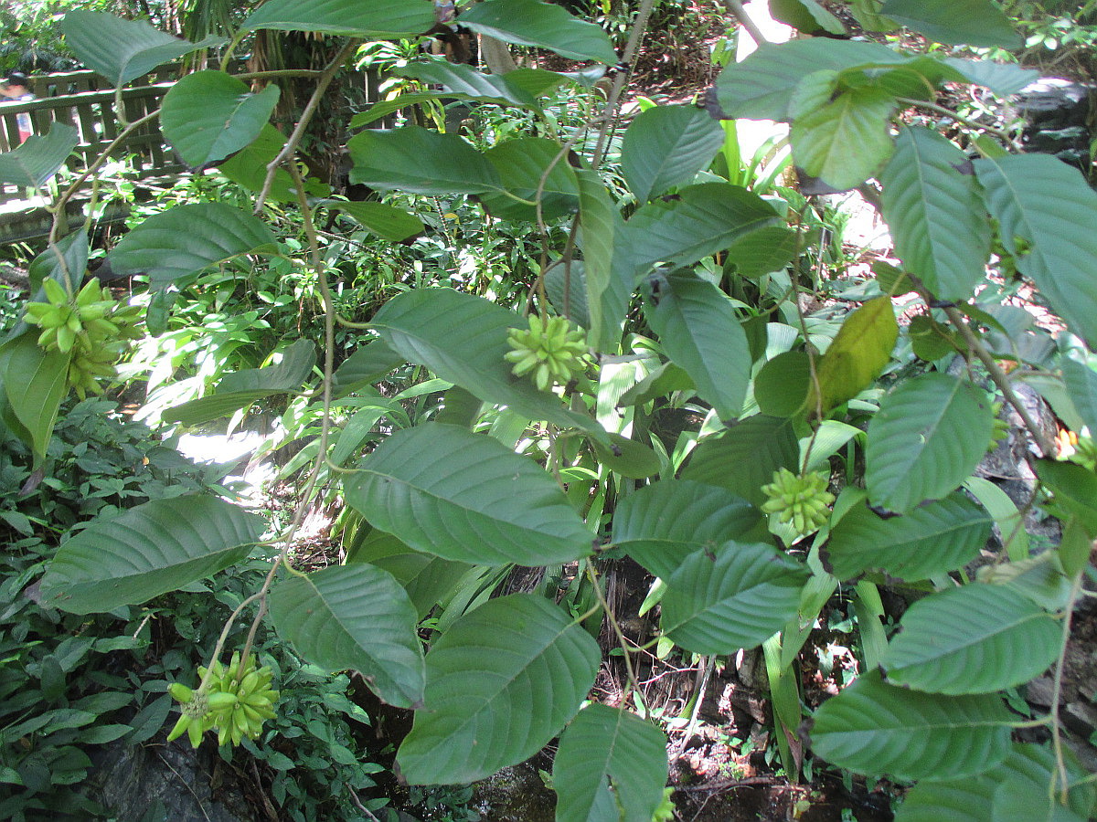 Изображение особи Camptotheca acuminata.