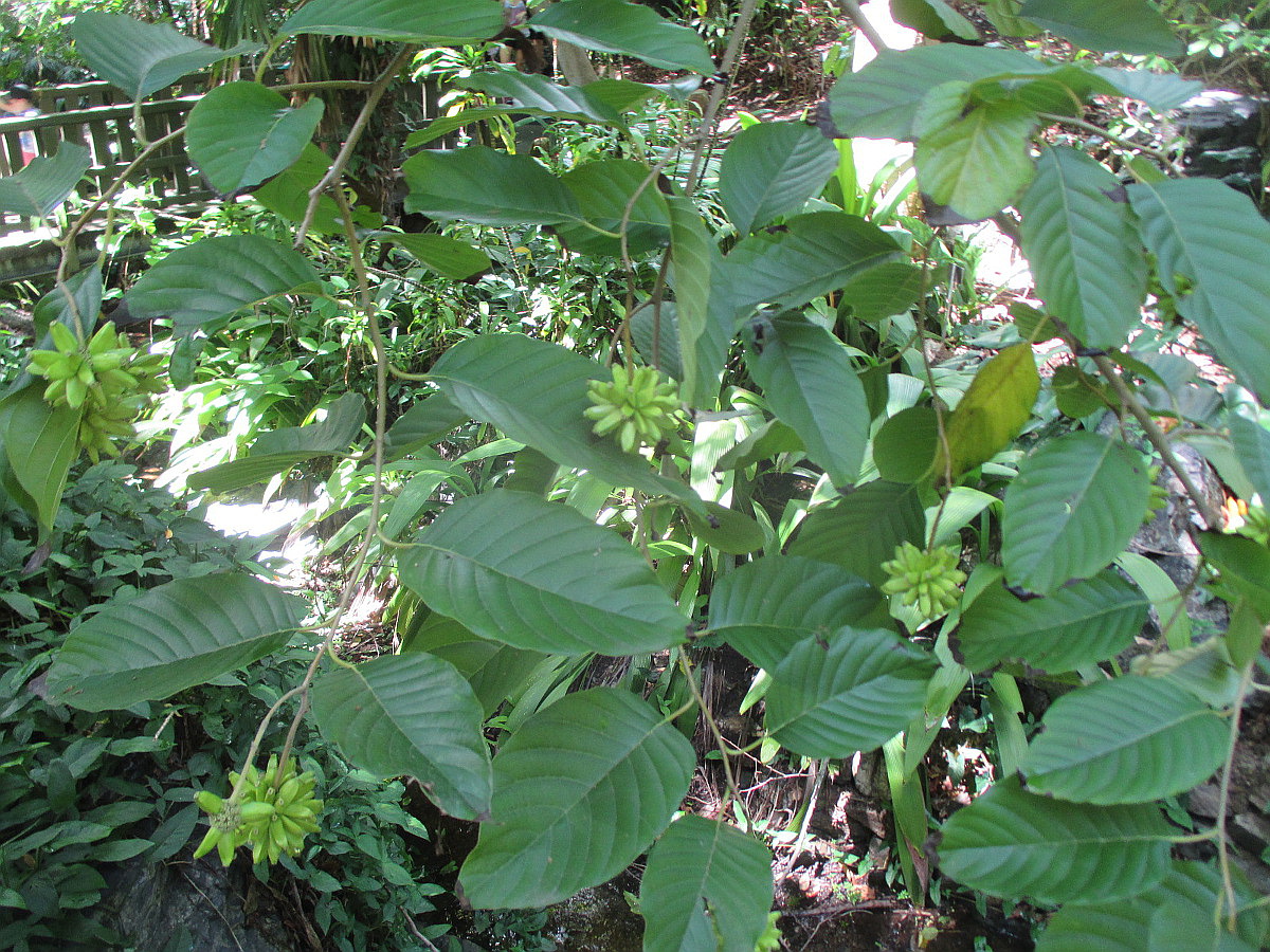 Image of Camptotheca acuminata specimen.