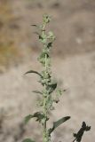 Atriplex rosea