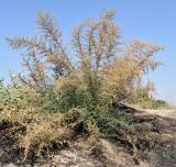 Salsola dendroides