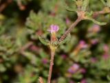 Frankenia pulverulenta