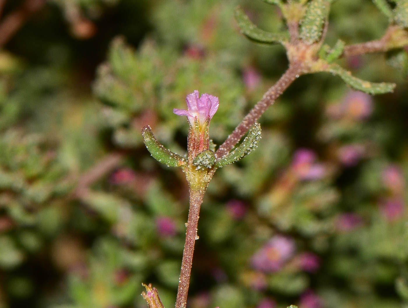 Image of Frankenia pulverulenta specimen.