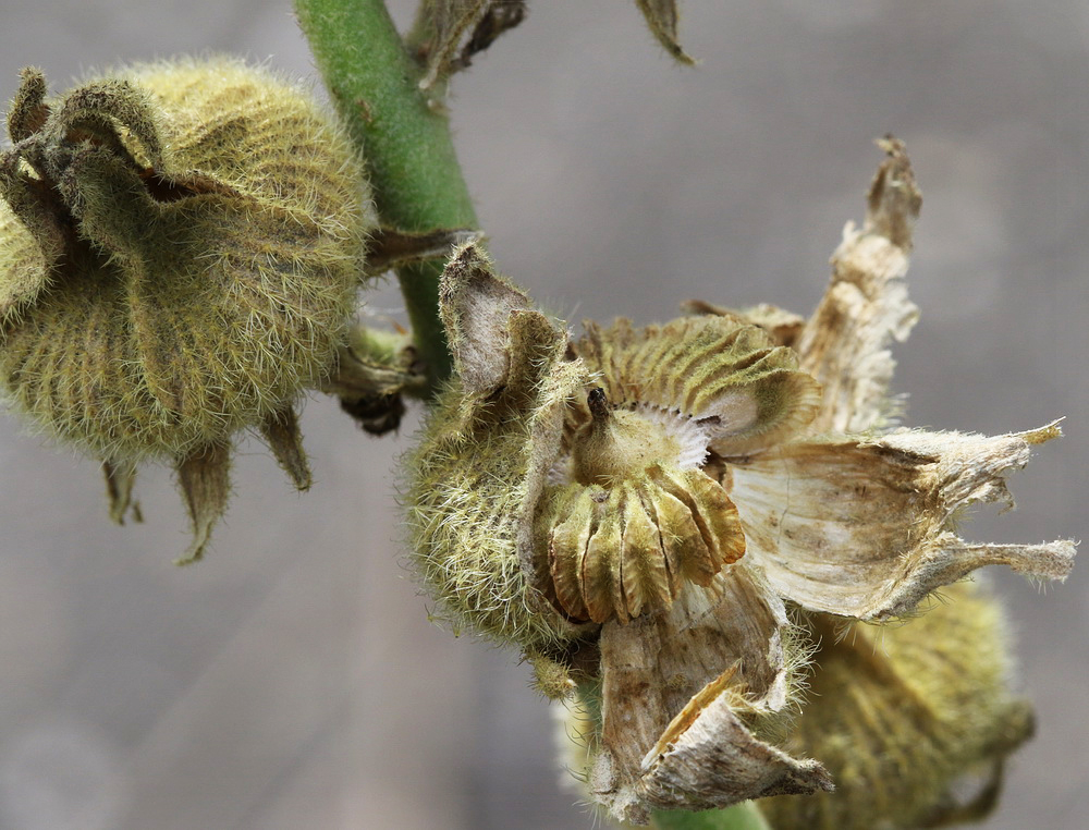 Image of Alcea rosea specimen.