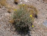 Scorzonera acanthoclada. Цветущее растение. Таджикистан, Фанские горы, перевал Лаудан, ≈ 3600 м н.у.м., сухой склон. 04.08.2017.