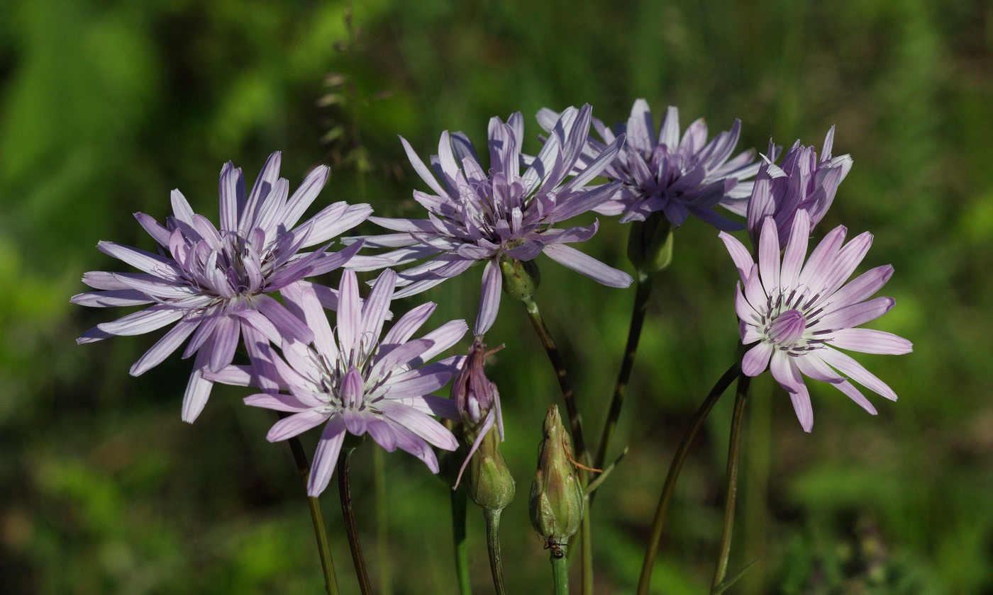 Image of Scorzonera purpurea specimen.