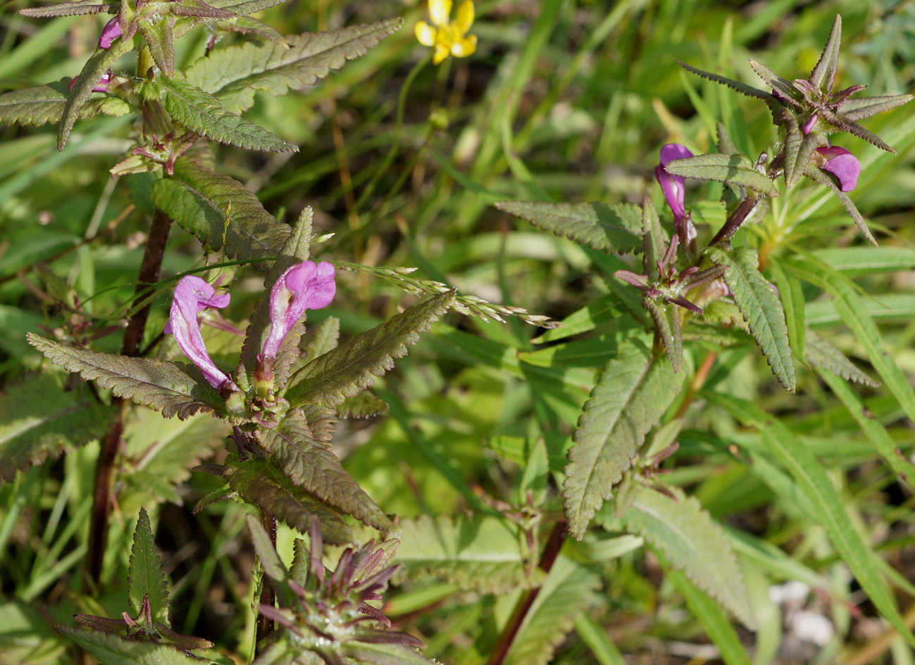 Image of Pedicularis resupinata specimen.