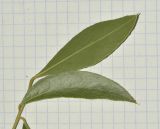Bolusanthus speciosus