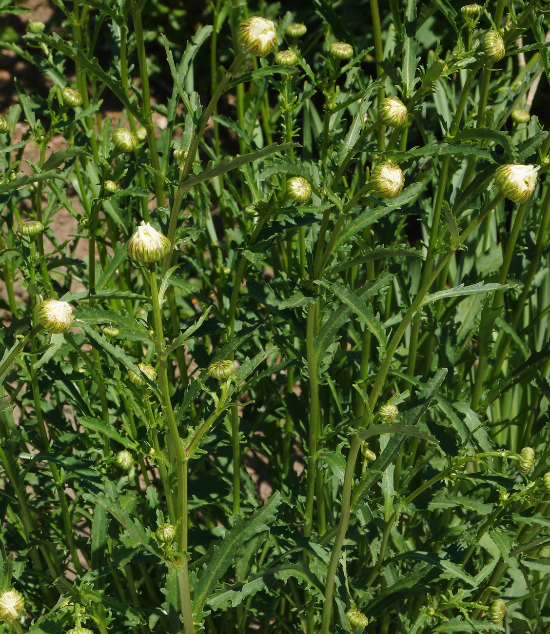 Image of Leucanthemum maximum specimen.