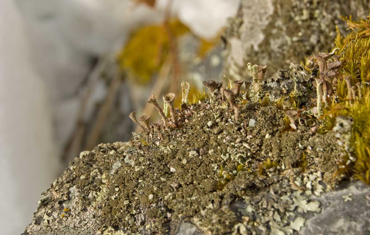 Изображение особи род Cladonia.