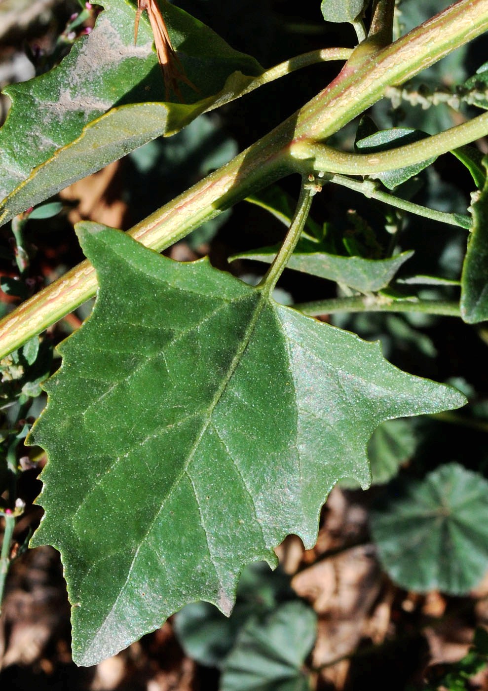 Image of Atriplex micrantha specimen.