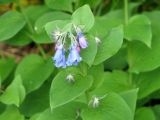 Mertensia pterocarpa