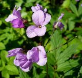 Cardamine quinquefolia. Соцветие. Чувашия, г. Шумерля, городской парк. 24 апреля 2008 г.