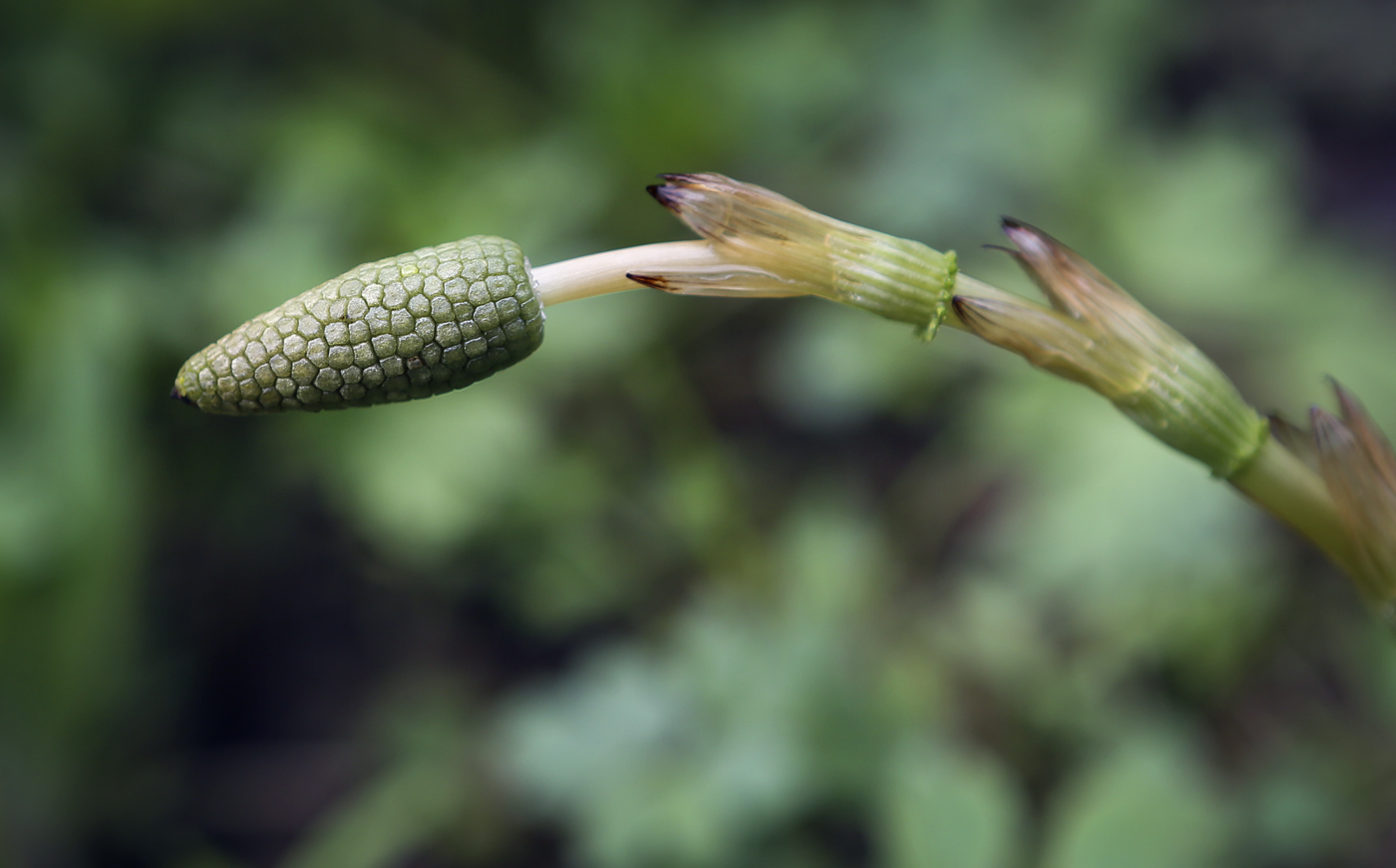 Изображение особи Equisetum sylvaticum.