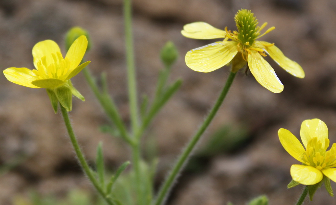 Изображение особи Ranunculus oxyspermus.