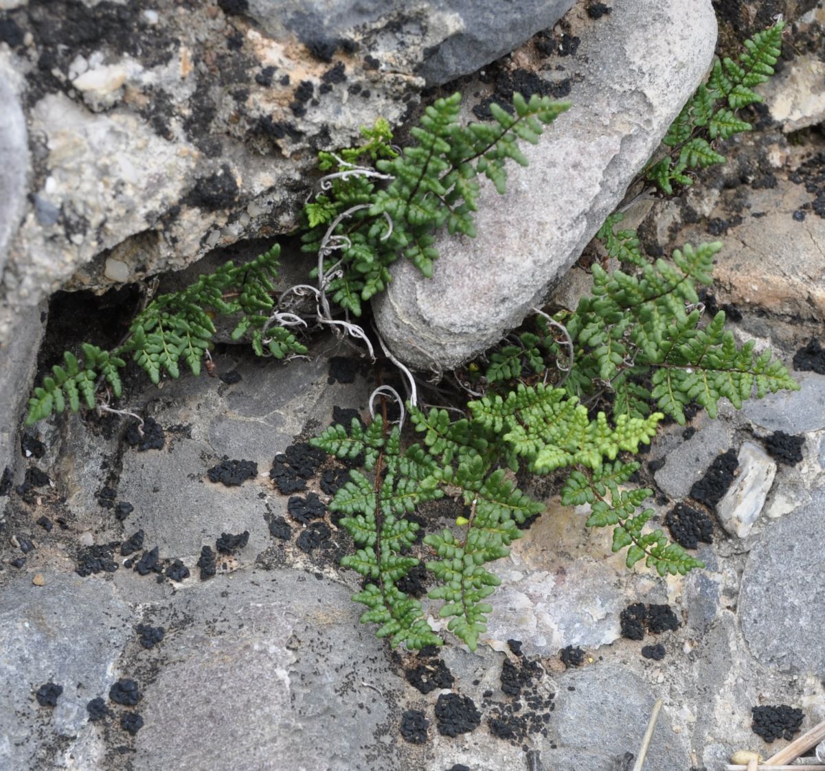 Image of Oeosporangium acrosticum specimen.