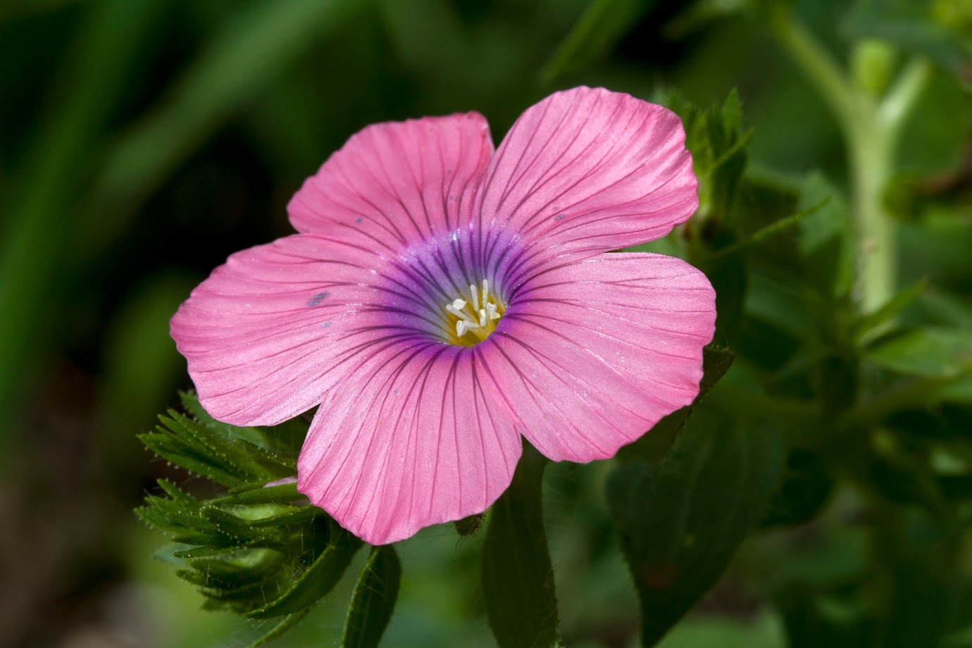 Image of Linum pubescens specimen.