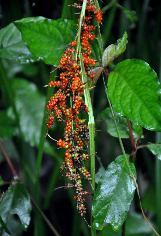 Изображение особи Scleria polycarpa.