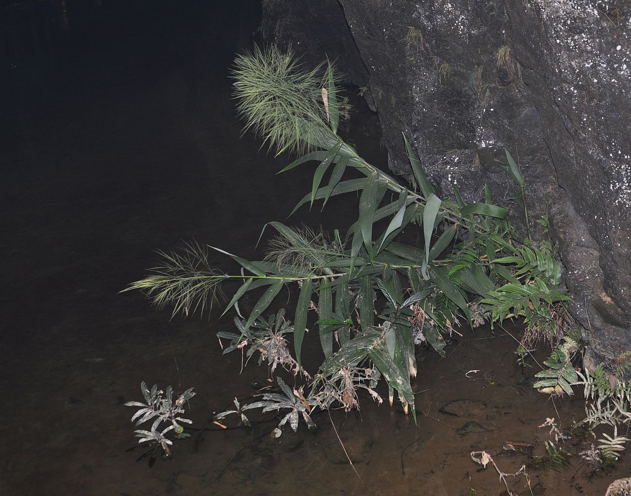 Изображение особи семейство Poaceae.