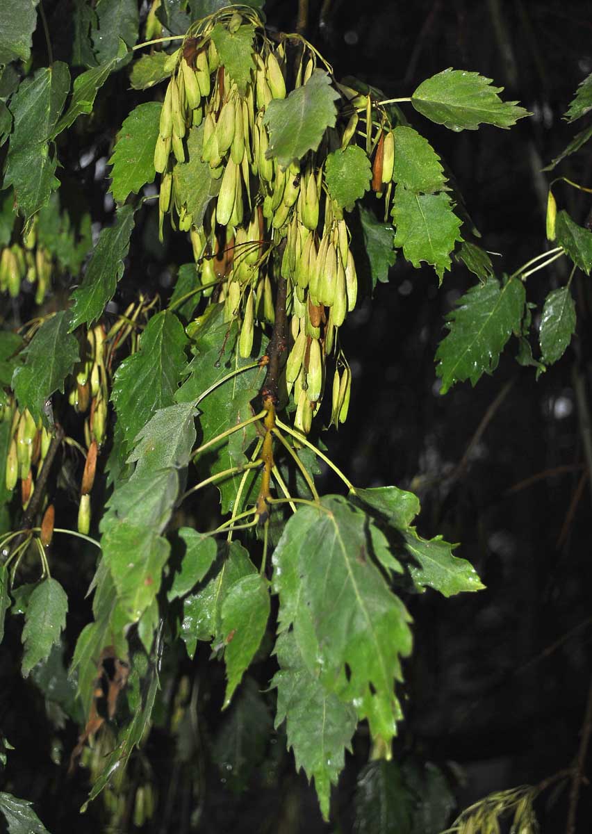 Image of Fraxinus excelsior var. diversifolia specimen.