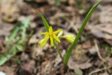 Gagea lutea