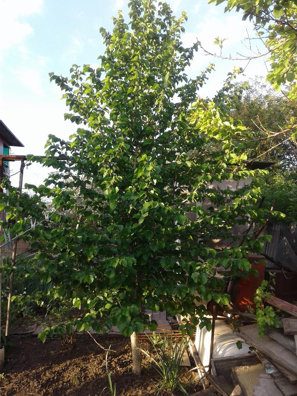 Image of Corylus colurna specimen.