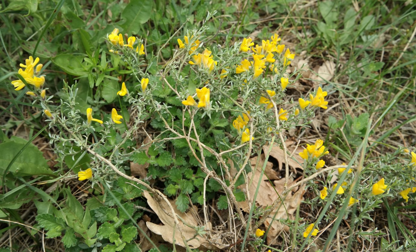 Image of Genista godetii specimen.